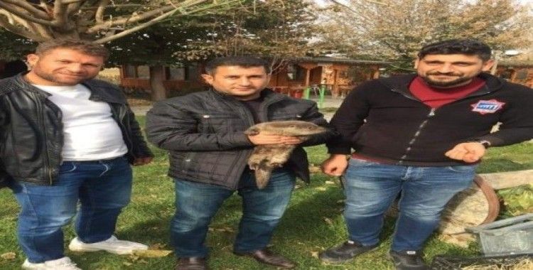 Muş’ta vatandaşlar tarafından bulunan yavru su samuru, doğal yuvasına bırakıldı