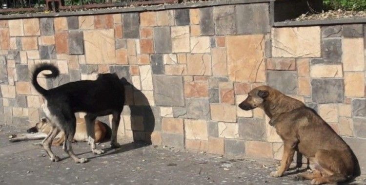 Silvan’da başıboş köpekler vatandaşları tedirgin ediyor