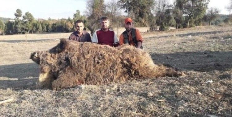 Bursalı avcılar 252 kiloluk yaban domuzu vurdu