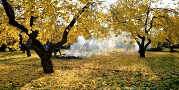Kayısı ağaçlarında sonbahar uyarısı