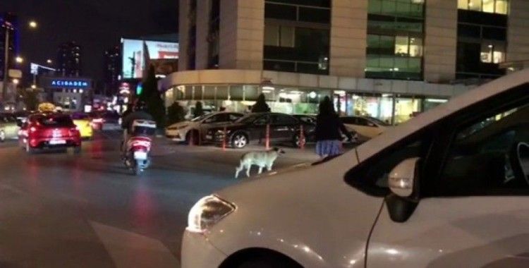(Özel) Kadın sürücü trafiği durdurup, yaya geçidinde bekleyen köpeği yolun karşısına geçirdi