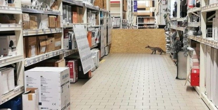 Polonya'da hasta tilki, alışveriş merkezine girdi
