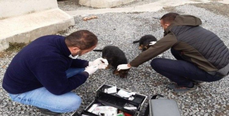 Hakkari belediyesinden köpek ve kedilere kuduz aşısı yapıldı