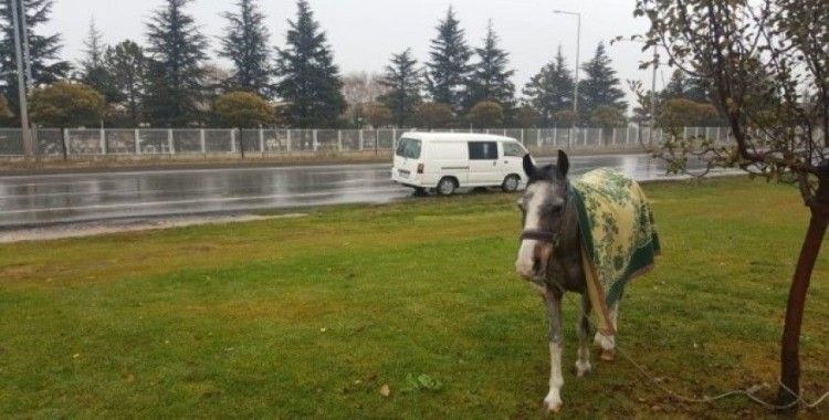 Hayvanseverin dikkati atı ölümden kurtardı