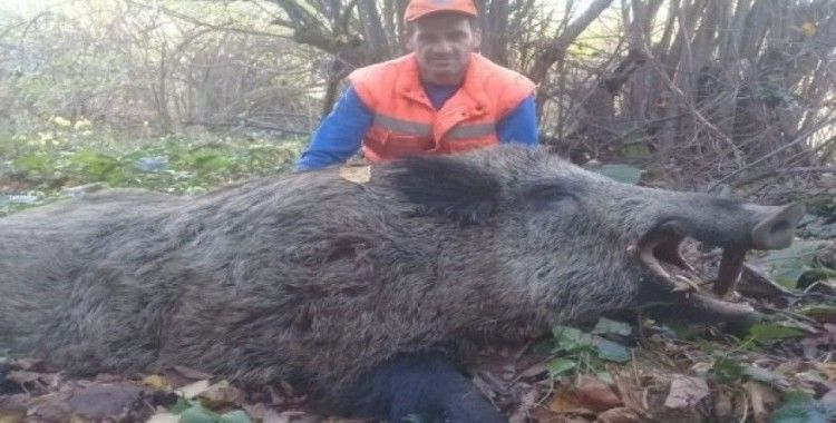 İnegöl’de avcılar 300 kiloluk yaban domuzu vurdu