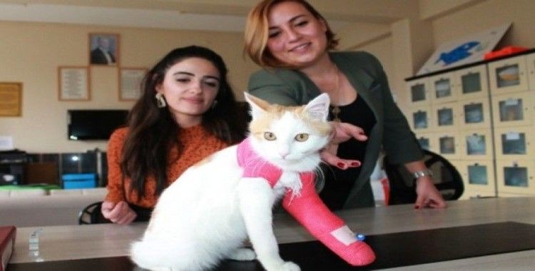 Öğretmen ve öğrencilerin duyarlılığı engelli kediyi sağlığına kavuşturdu