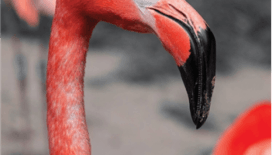 Flamingoların yurdu: Gediz deltası