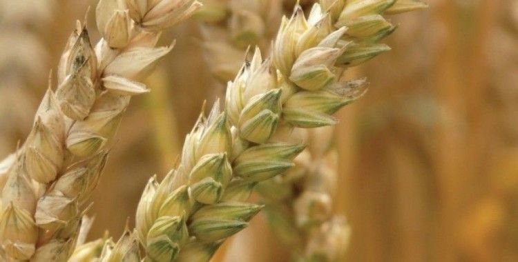 En eski buğday anadolu’da hayat buluyor