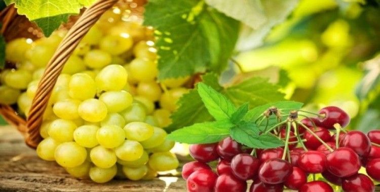 Yaş meyve sebze ve mamulleri UR-GE projeleriyle hedef pazarlara ihraç edilecek