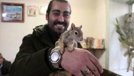 Ağaç kovuğunda bulduğu yavru sincaba anne şefkatiyle bakıyor