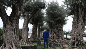 500 yıllık zeytin ağacı 25 bin lira