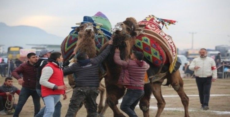 Ayvalık’ta deve güreşleri piknik coşkusunda yapıldı