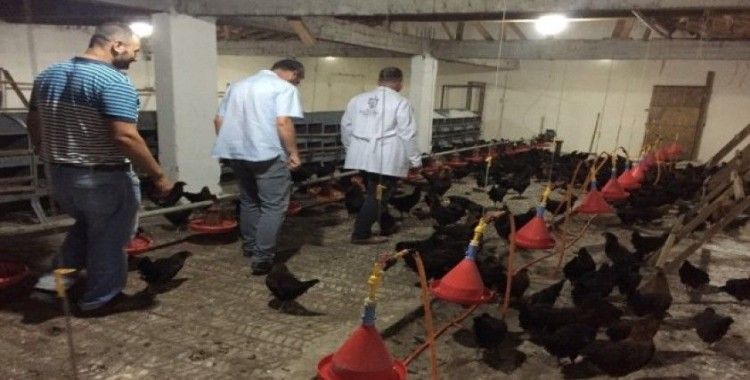 Kocaeli’de çiftçilere 9 bin gezen tavuk desteği