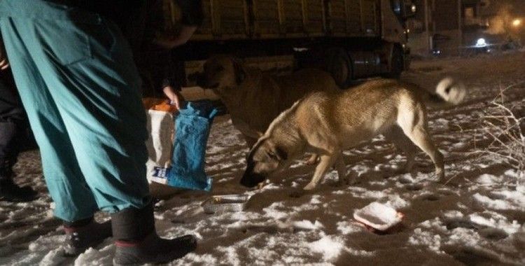 Isparta’da yoğun kar yağışı altında sokak hayvanlarını besleme operasyonu