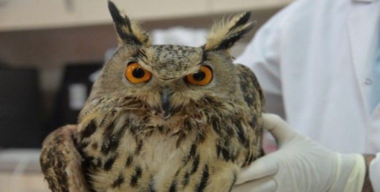 Yaralı bulunan kulaklı orman baykuşu tedavi altına alındı