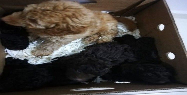 Edirne'de 13 cins köpek yavrusu ve 9 sultan papağanı ele geçirildi