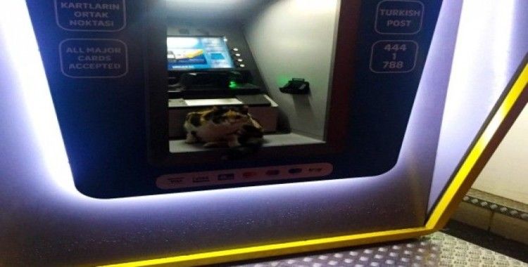 Sokak kedisi fırtınadan ATM’ye sığındı
