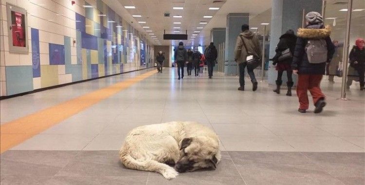 Sokak hayvanları metro istasyonlarına sığındı