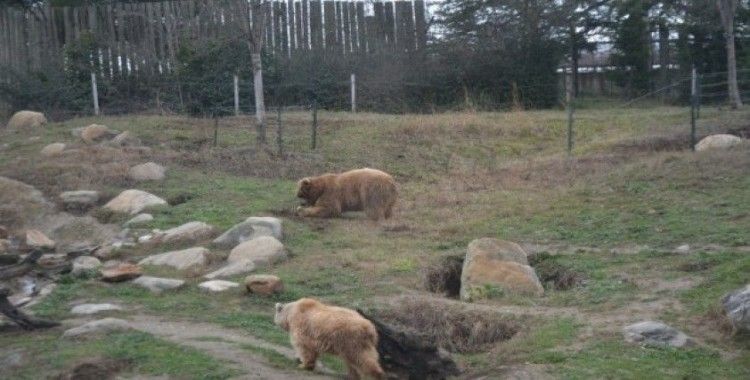 Kış ayının sıcak geçmesi boz ayıların uykusunu kaçırdı