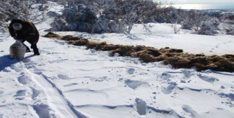 Tekirdağ'da karlı yüksek kesimlere yarım ton yem bırakıldı