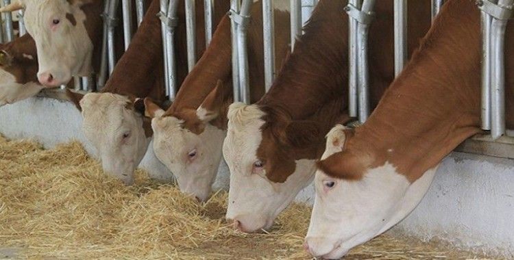 Toplanan inek sütü miktarı yüzde 2,1 arttı