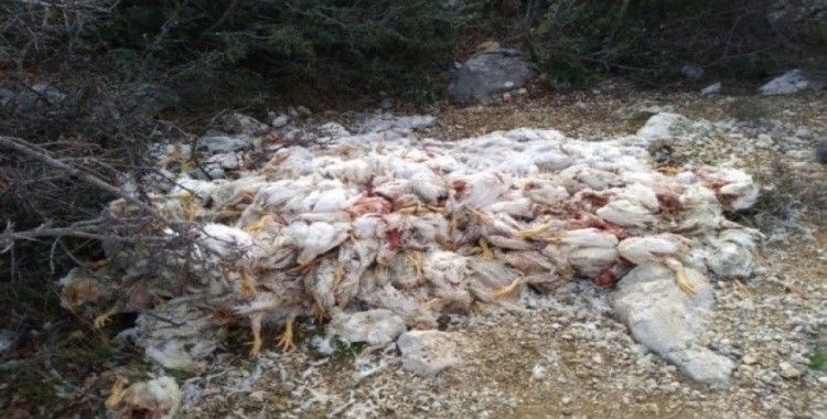 Yüzlerce ölü tavuğu doğaya attılar