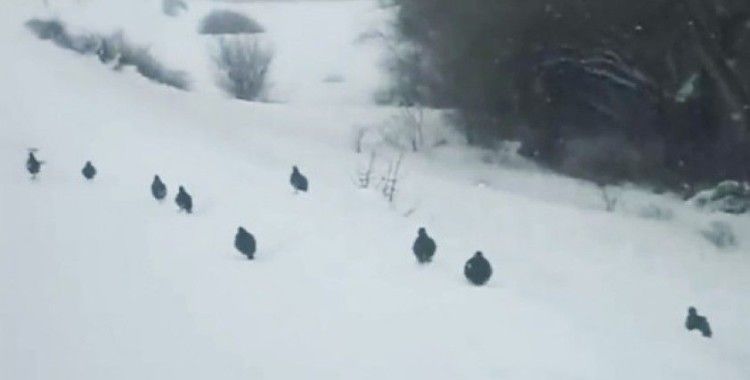 Kar üzerinde yürüyen keklikler hayran bıraktı