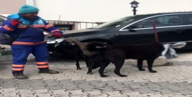 (Özel) Temizlik işçisinin sokak köpeklerine süpürgeyle masaj yaptığı ısıtan görüntüler kamerada