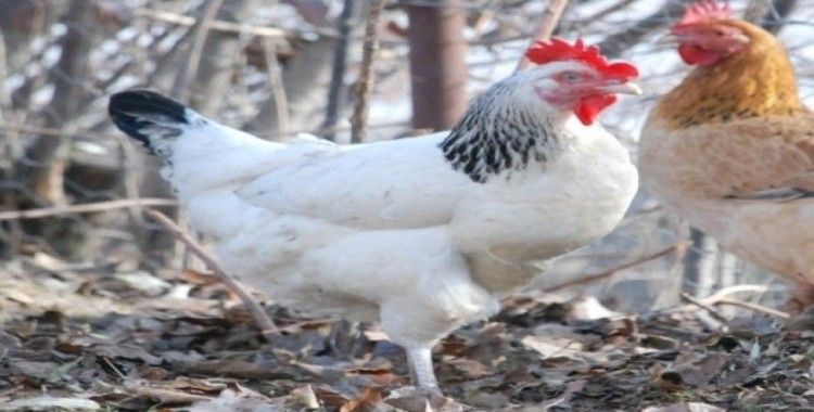 Düzce’de aralık ayında 2,5 milyon tavuk satıldı