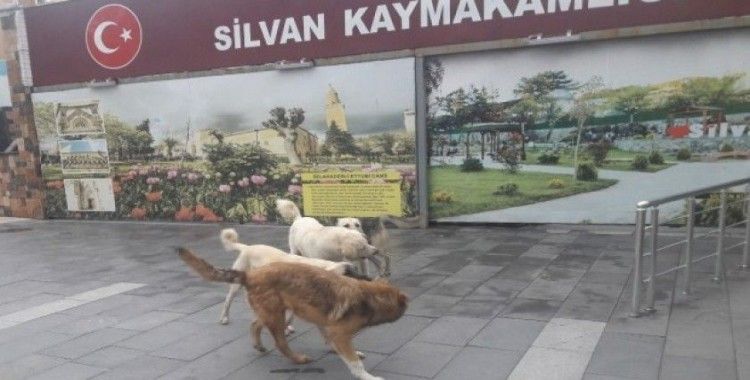 Silvan’da başıboş köpekler korkutuyor