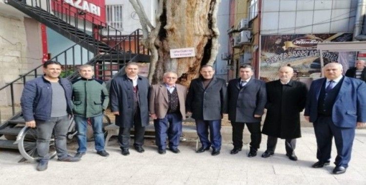 Milletvekili Fırat 400 yıllık anıt ağacı inceledi