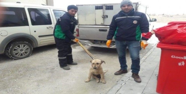 Aracın çarptığı köpek Hayvan Hastanesi’nde tedavi altına alındı