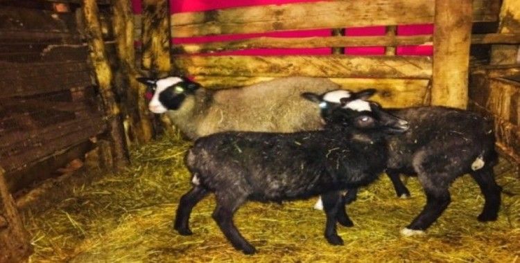 Giresun’da "Ramanov" koyunları çoğalıyor