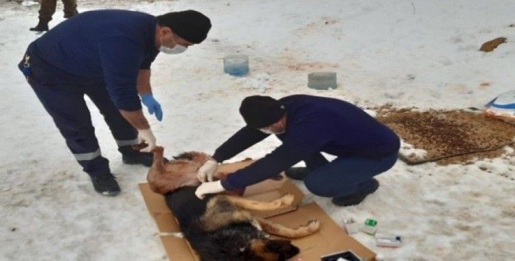 Kurtların saldırdığı köpek tedavi altına alındı