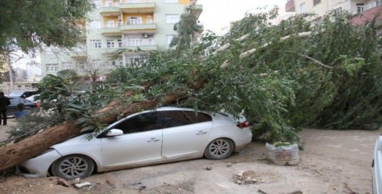 Mardin’de şiddetli rüzgar  dev ağacı otomobilin üzerine devirdi