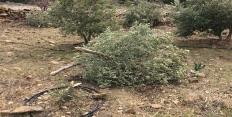 Silifke’de 30 zeytin ağacı dibinden kesildi