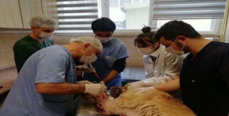 Kurt saldırısında ağır yaralanan kangal köpeği tedavi altına alındı