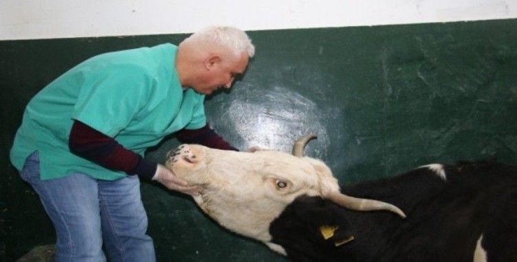 16 saat sonra enkazdan çıkarılan ineğin tedavisi sürüyor