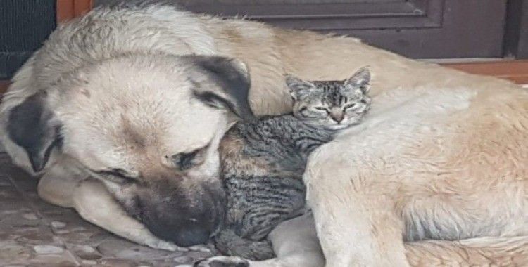 Köpeğin, annesi telef olan yavru kediye şefkati