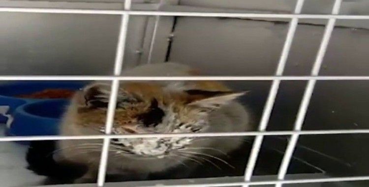 12 gün sonra enkazdan kurtarılan kedi için duygusal  paylaşım