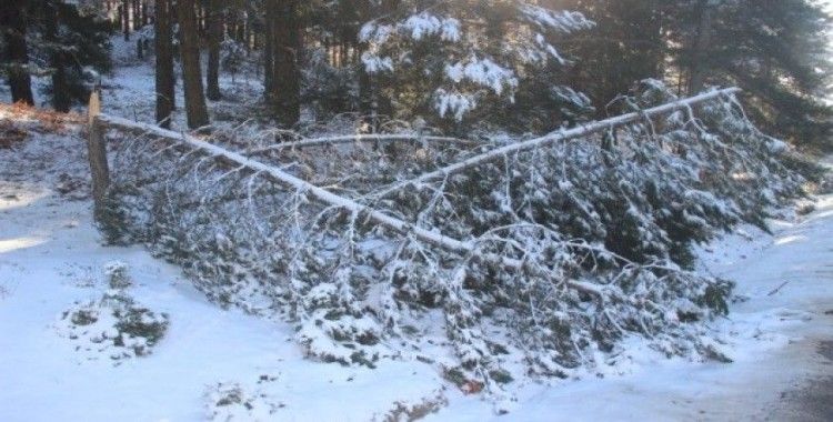 Kar ve fırtına ağaçları kırdı