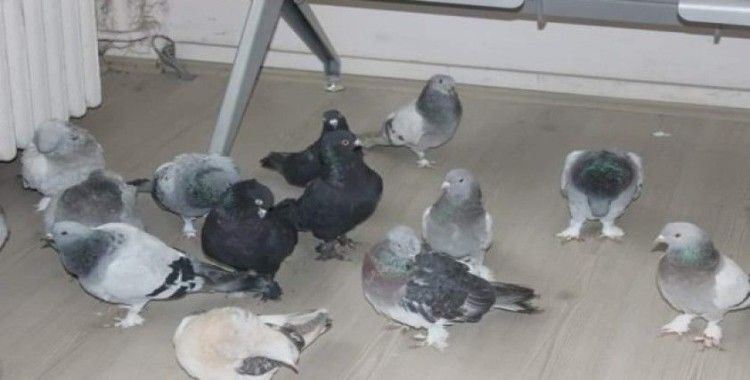 Güvercin hırsızları kıskıvrak yakalandı