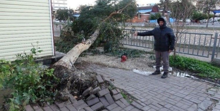 Rüzgarda ağaçlar yıkıldı, yıkılma riski olanlar budandı
