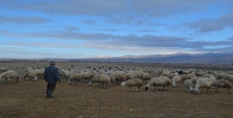 Çobanlar hem kış şartları hem de arazi şartları ile mücadele ediyor