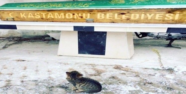 Hayatını kaybeden hayvanseveri, beslediği kedisi yalnız bırakmadı