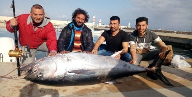 Dev orkinos amatör balıkçıları 8 saat Datça’dan Kos’a oradan Bodrum’a sürükledi