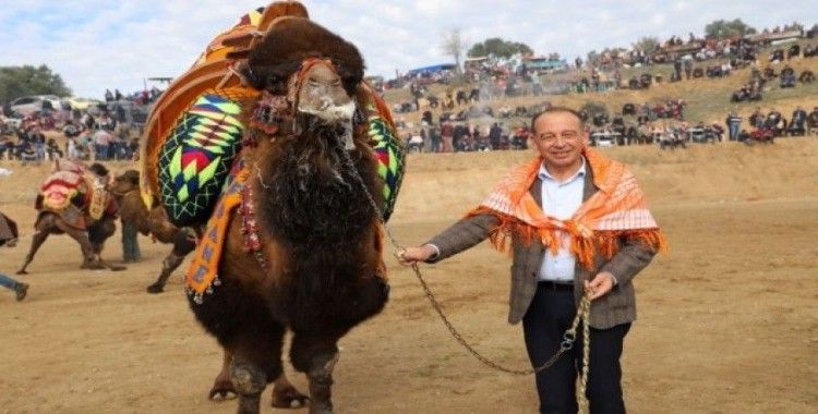 Turgutlu Belediyesi geleneksel deve güreşlerine hazırlanıyor