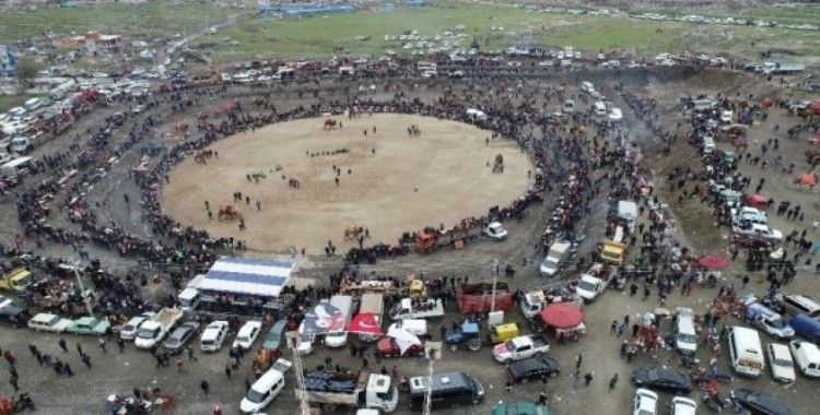 Salihli’deki deve güreşi festivali 23 Şubat’ta yapılacak