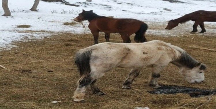 Derecik’te donmak üzere olan sahipsiz atlar kurtarıldı
