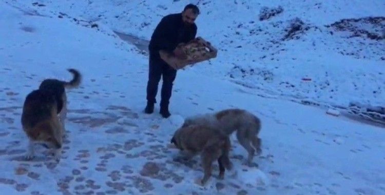 Siirt’te aç kalan hayvanlar için doğaya yem bırakıldı